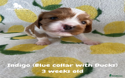 Cavalier King Charles Spaniel dogs for sale: Excessively tested Cavalier King Charles Spaniels - Image 4