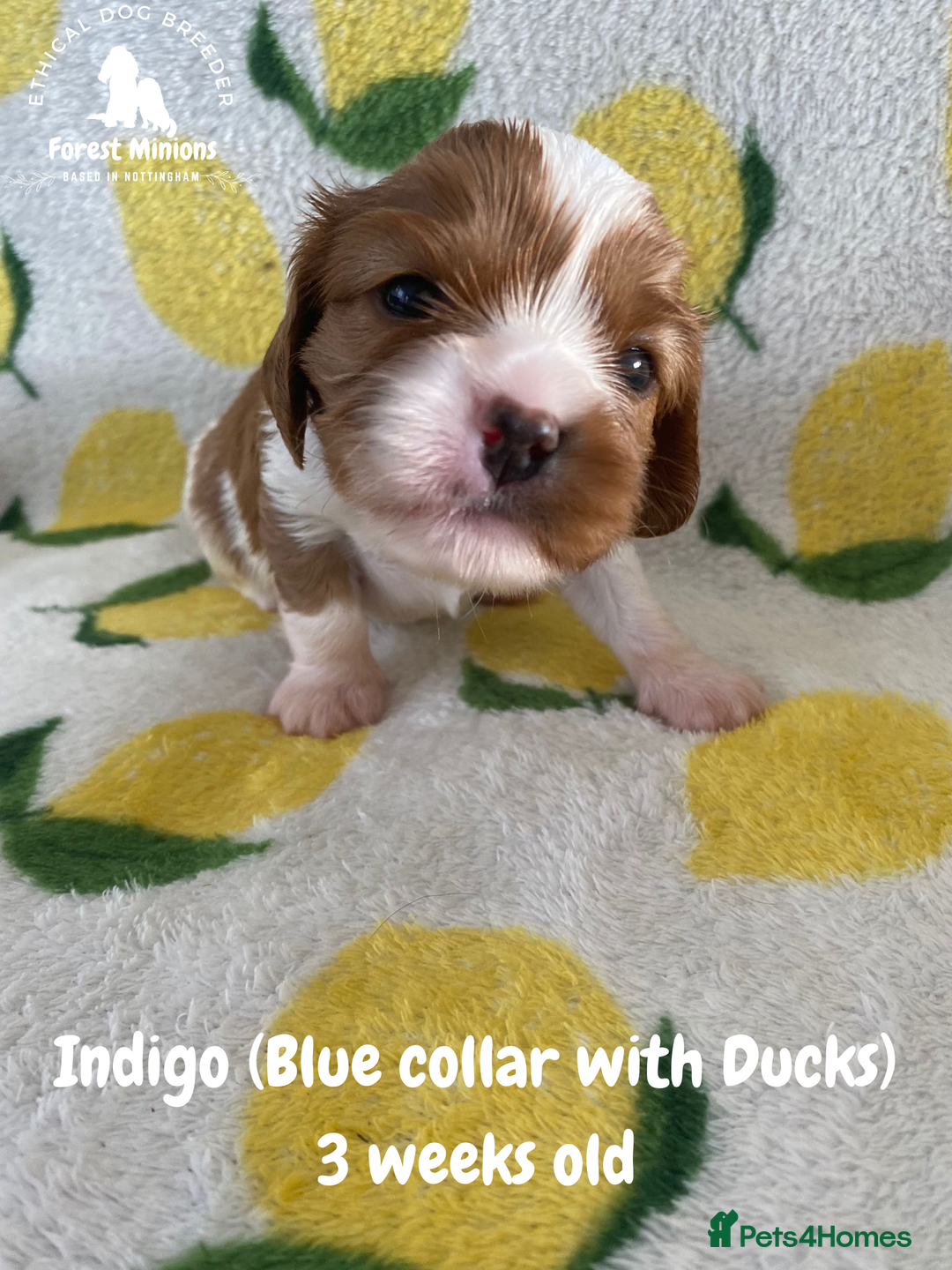 Cavalier King Charles Spaniel dogs for sale: Excessively tested Cavalier King Charles Spaniels - Image 4