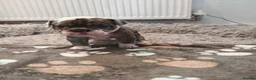 Mixed Breed dogs for sale: Olde English Bulldogg/ Alapaha bulldogg puppies  in Blackburn - Advert 12