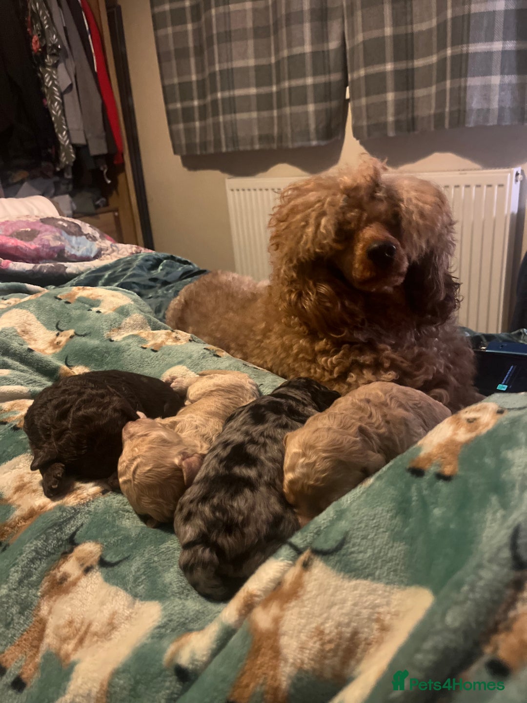 Miniature Poodle dogs for sale: Beautiful miniature poodles  - Advert 20