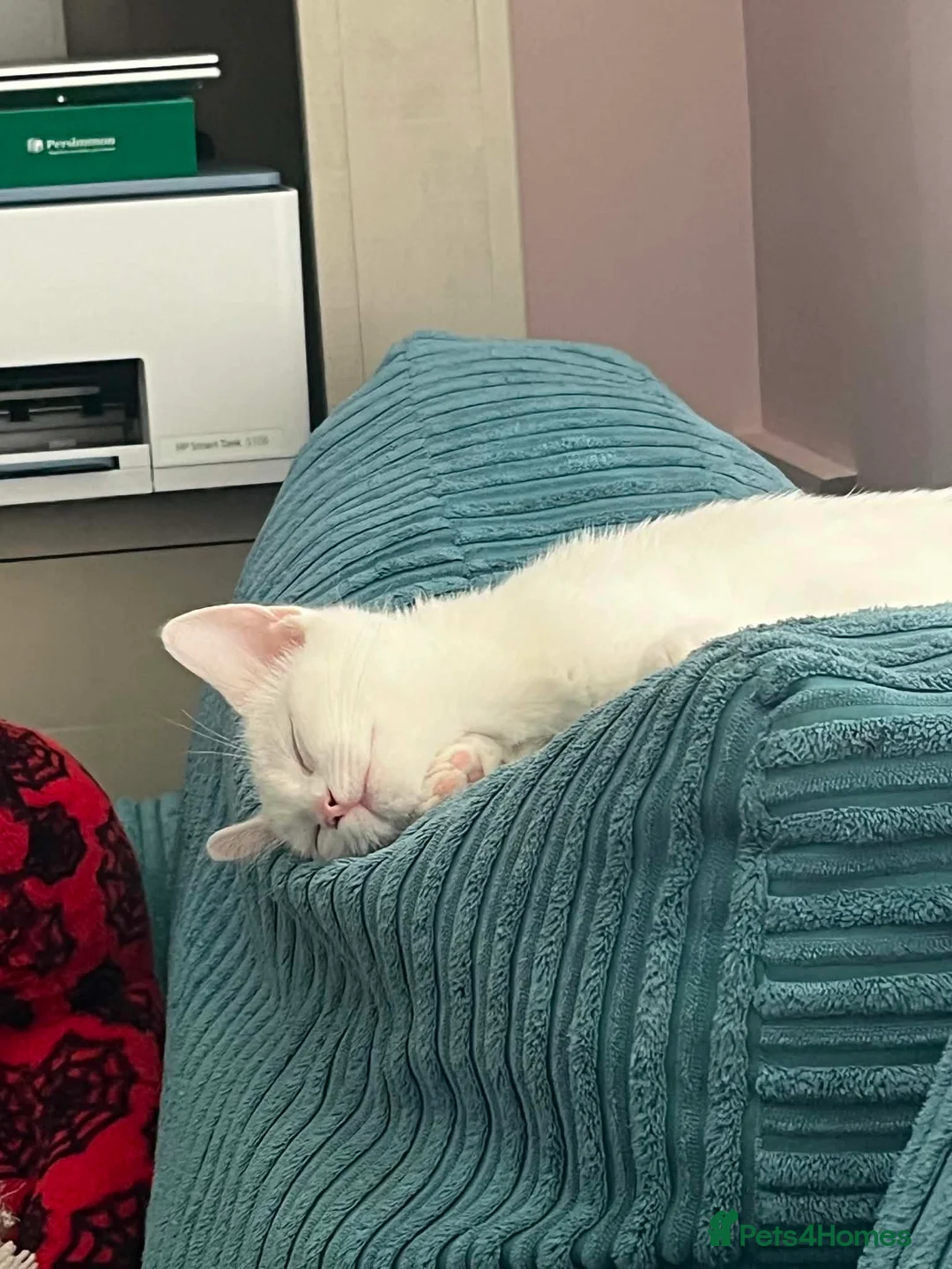 Domestic Shorthair cats for sale: Beautiful Brother and Sister Kittens in Wisbech - Advert 2
