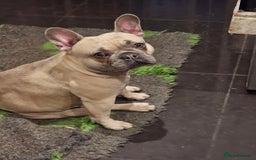 French Bulldog dogs for sale: Beautiful french bulldog puppies  - Image 14