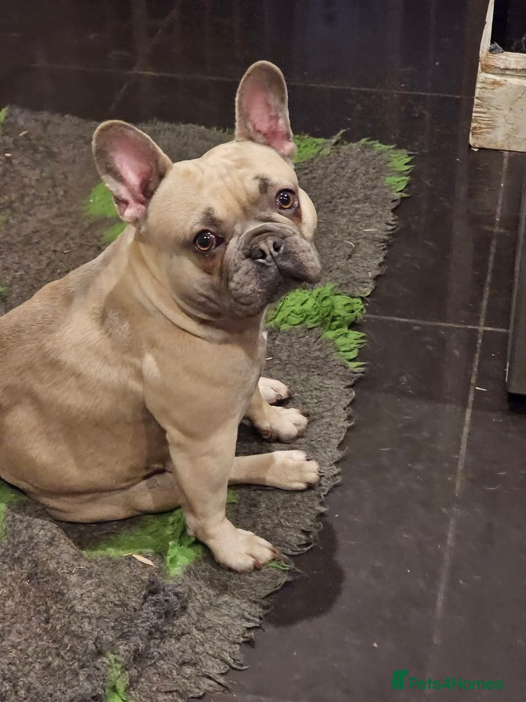 French Bulldog dogs for sale: Beautiful french bulldog puppies  - Image 14