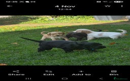 Sprocker dogs for sale: Sprocker  - Image 4