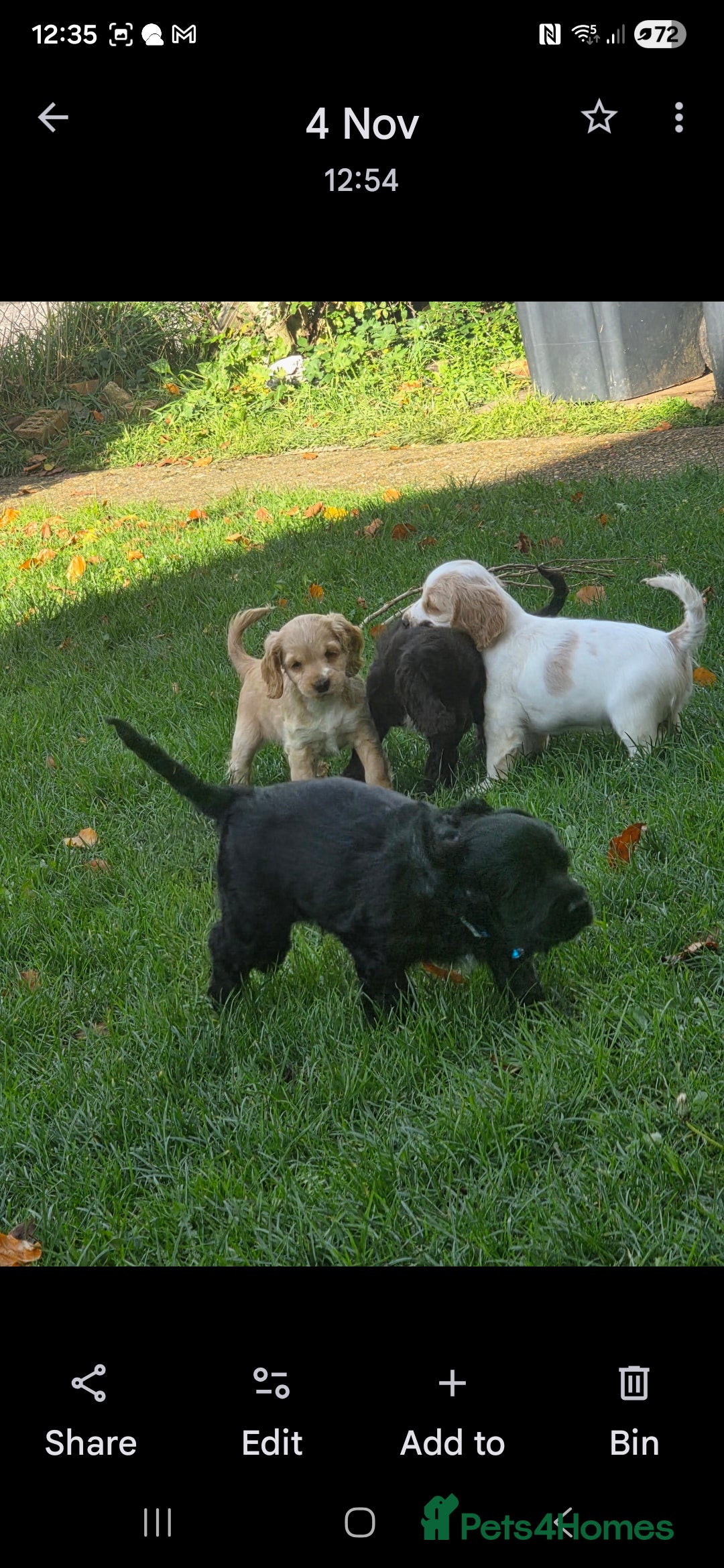 Sprocker dogs for sale: Sprocker  - Image 4