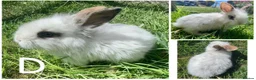 Lionhead rabbits for sale: READY TO LEAVE NOW Lionhead rabbit babies - Advert 5