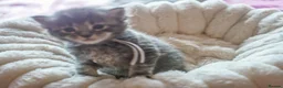 Maine Coon cats for sale: Gorgeous Mainecoon kittens ready 10th June  - Advert 16