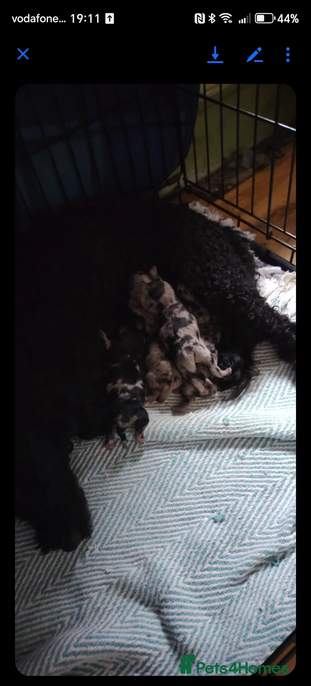 Doxiepoo dogs for sale: Doxiepoo ready now - Advert 2