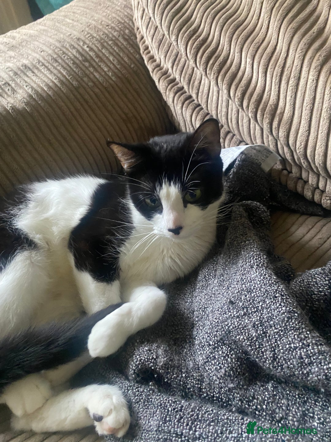 Mixed Breed cats for sale: Litter of kittens - Image 6
