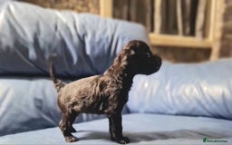 Cockapoo dogs for sale: 🐶🐾PLEASE READ THE FULL ADVERT🐾🐶 - Image 24