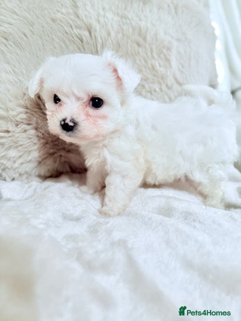 Morkie dogs - Advert 16