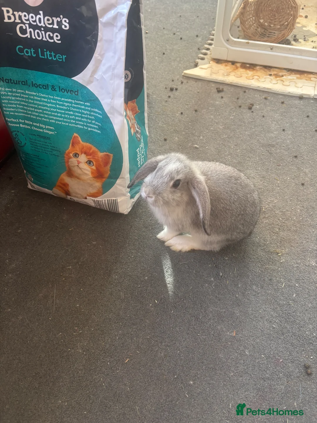 English Lop rabbits for sale: Baby Rabbits in London - Advert 4
