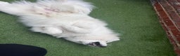 Samoyed dogs for sale: 10 Month Old Samoyed Ready for His Forever Home! - Advert 4