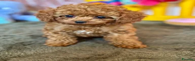 Cavapoo Puppy 2