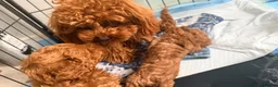 Toy Poodle dogs for sale: Asian Toy Poodle  - Advert 5