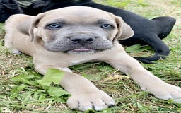 Cane Corso dogs for sale: Beautiful cane Corso puppies  - Image 31