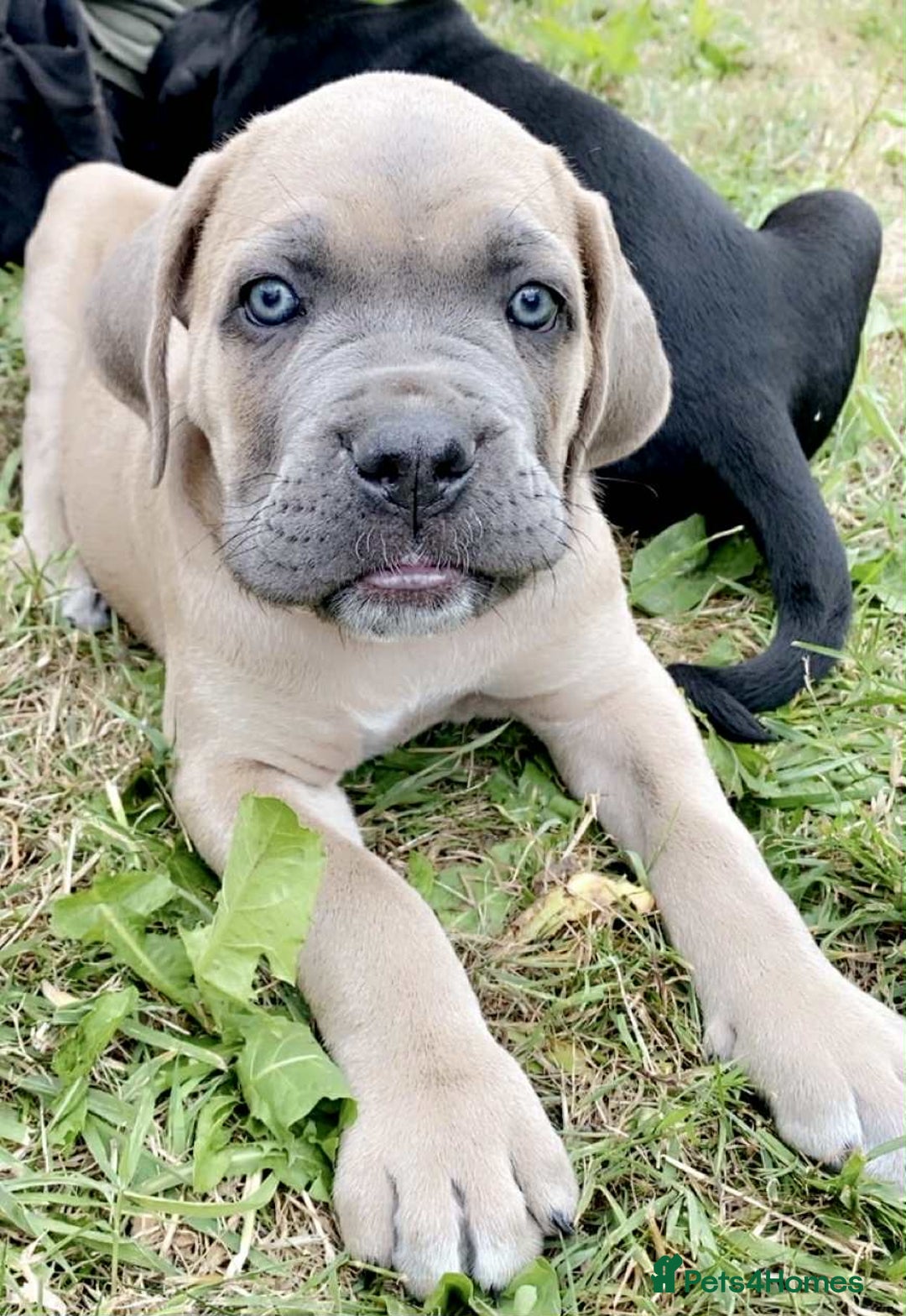 Cane Corso dogs for sale: Beautiful cane Corso puppies  - Image 31