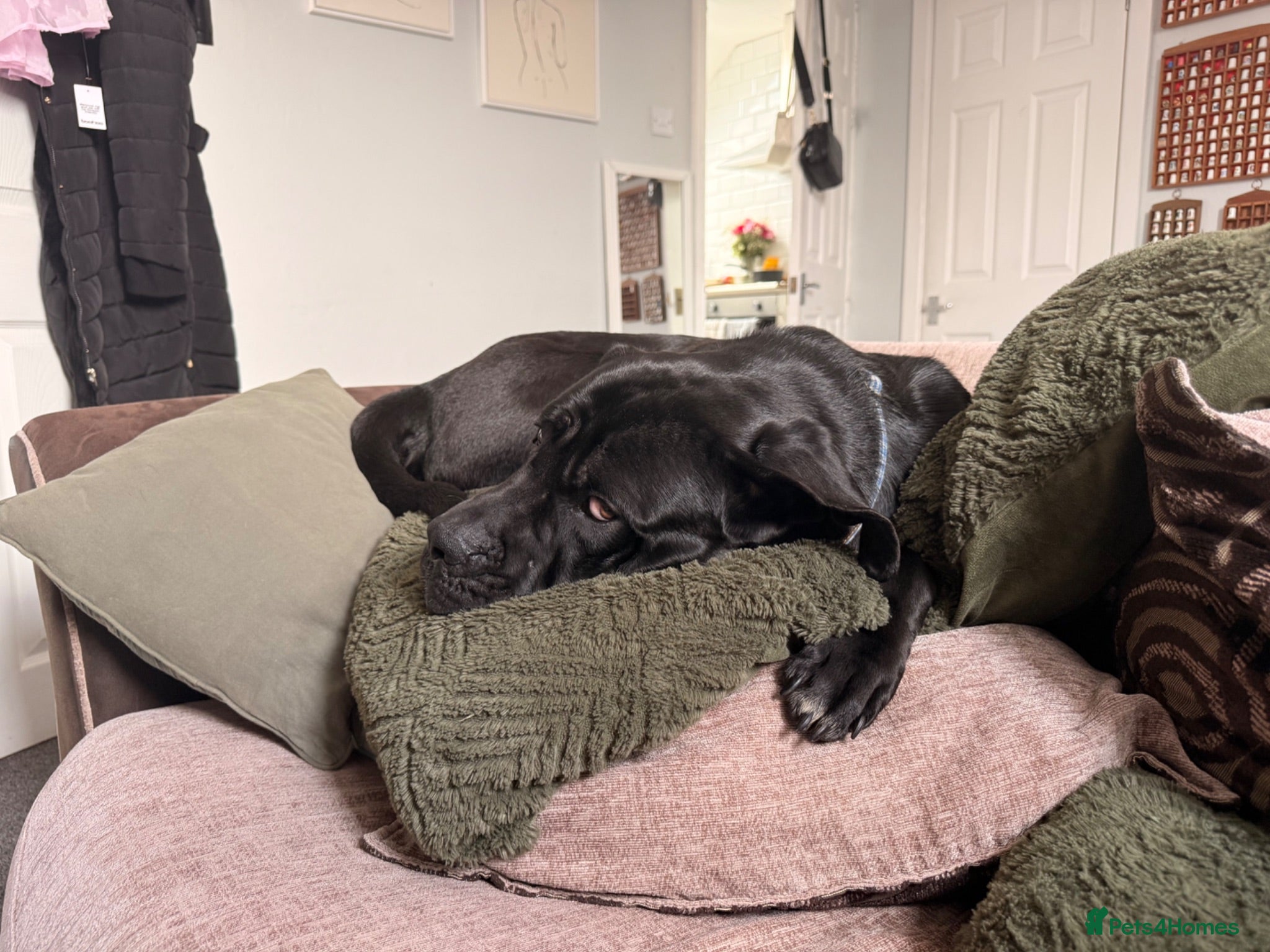 Mixed Breed dogs home needed for 21m old cane Corso/presa mix - Advert 1
