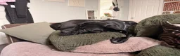Mixed Breed dogs for sale: home needed for 21m old cane Corso/presa mix - Advert 1