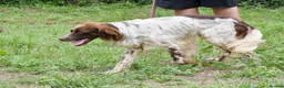 English Setter dogs for adoption: Azucar in Newcastle upon Tyne - Advert 6