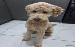 Goldendoodle dogs for sale: F1bb Goldendoodle Girl 'Honey' - Image 2