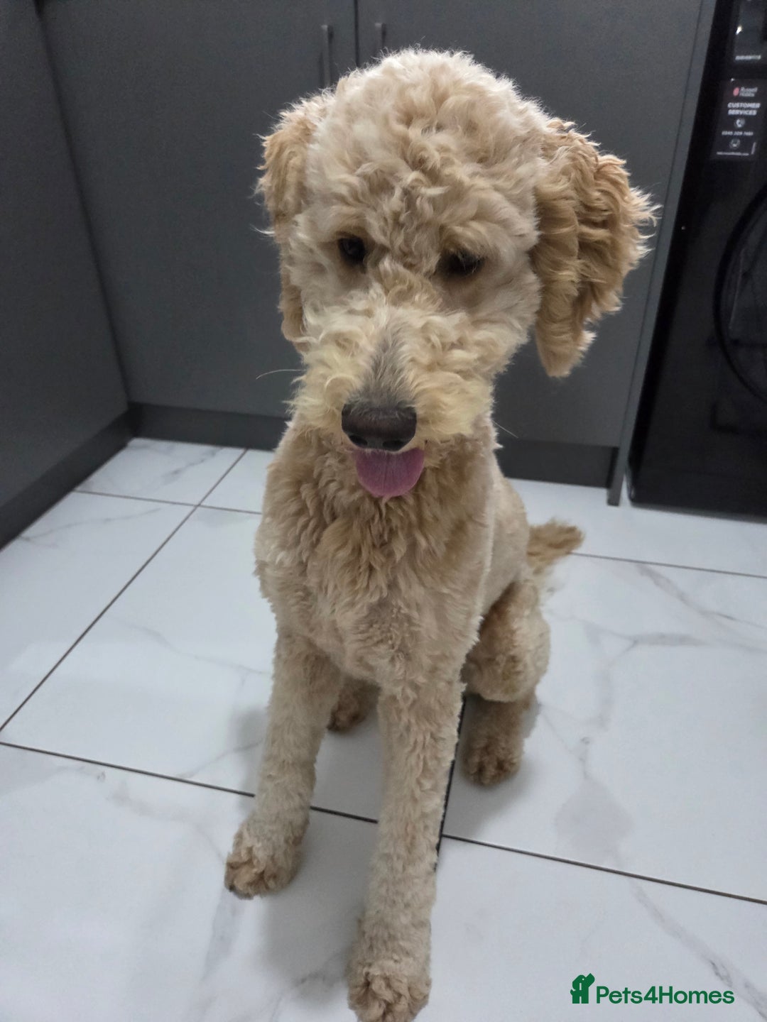 Goldendoodle dogs for sale: F1bb Goldendoodle Girl 'Honey' - Image 2