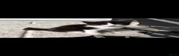 Domestic Shorthair cats for sale: Beautifull Kittens - Advert 10