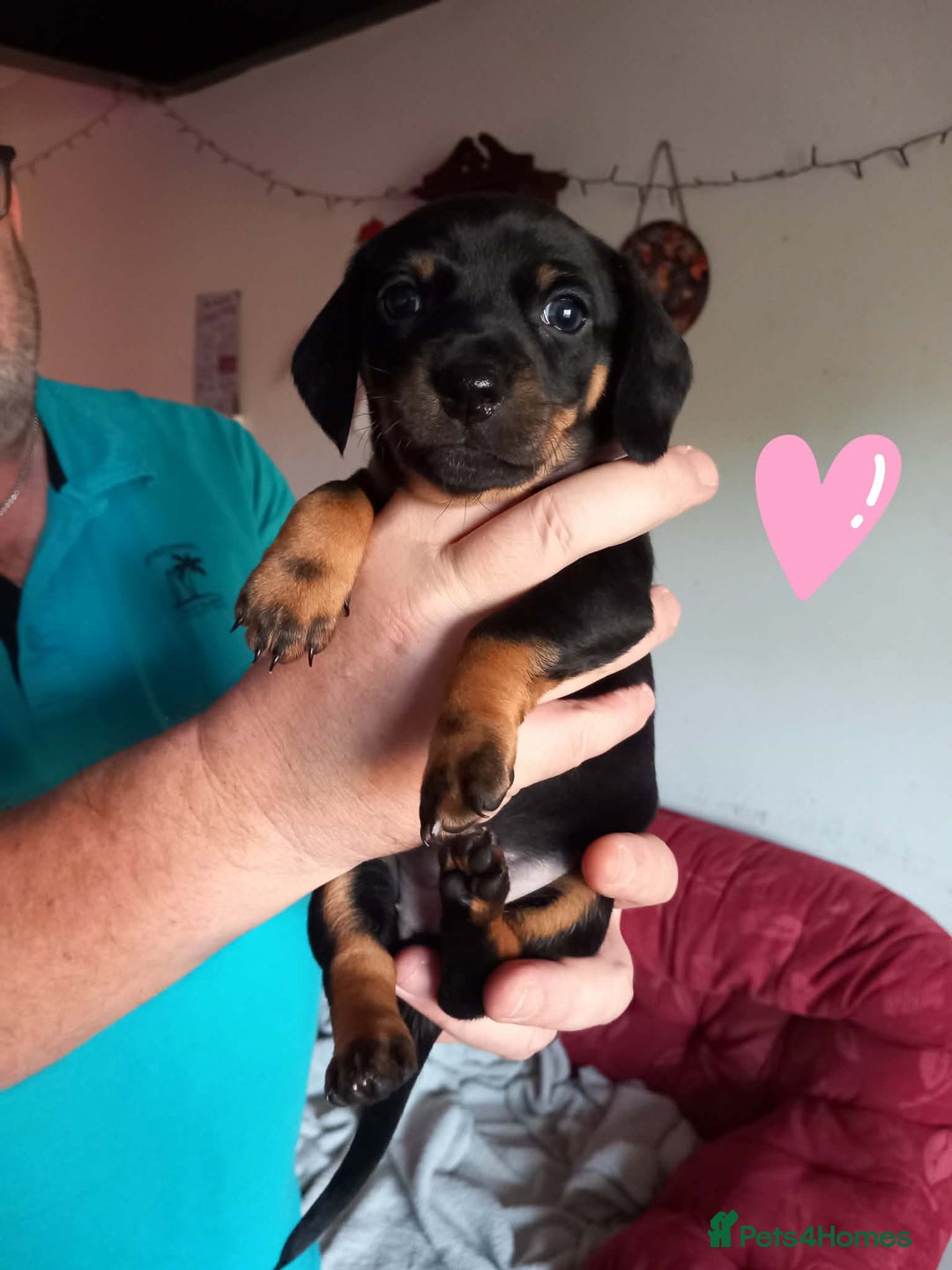 Dachshund dogs for sale: Dachshund puppies for sale  - Advert 4
