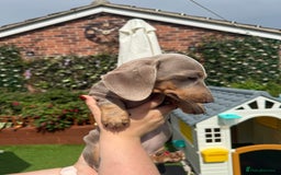 Dachshund dogs for sale: Miniature Dachshund Puppy - Image 1