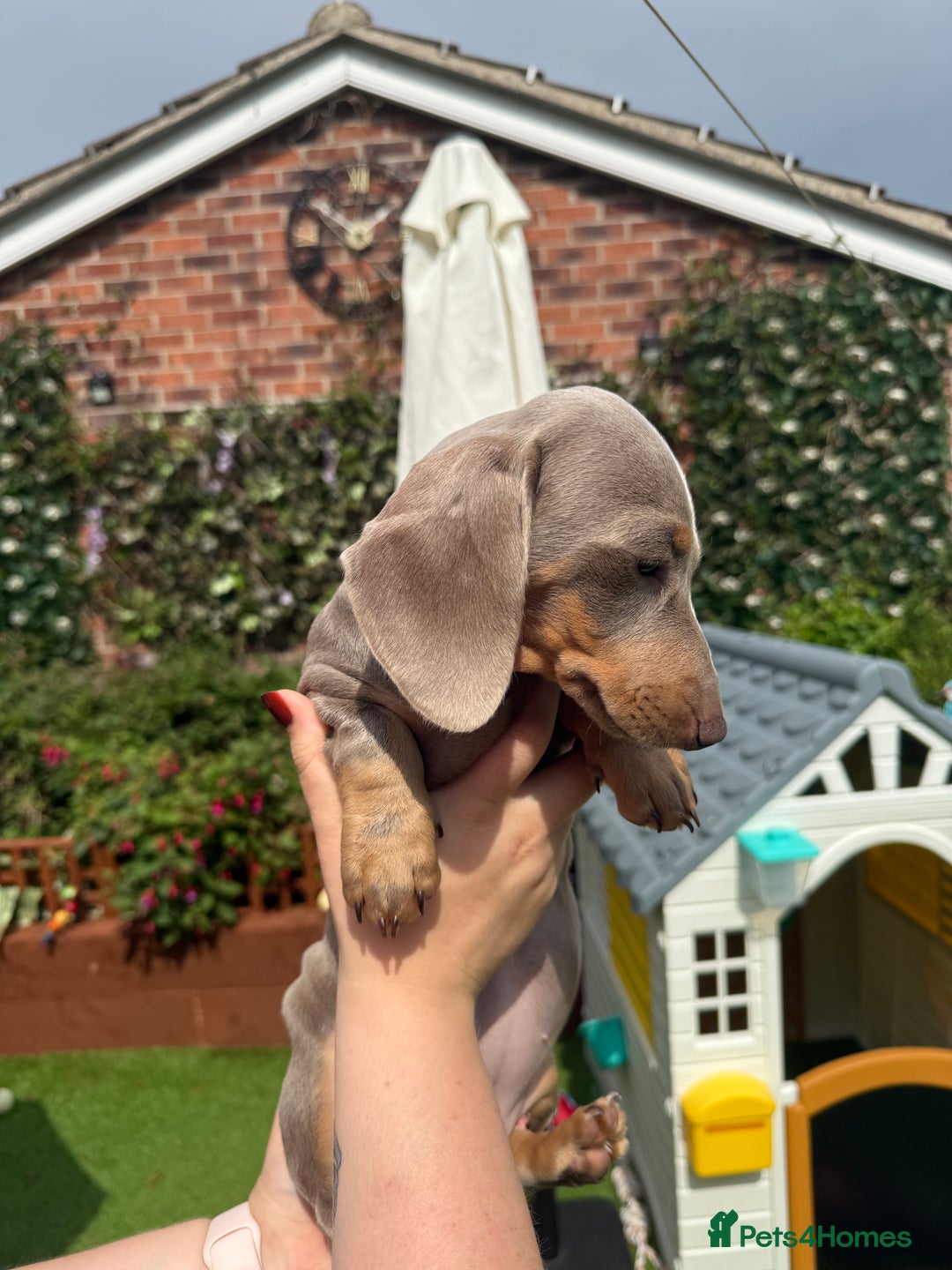 Dachshund dogs for sale: Miniature Dachshund Puppy - Image 1
