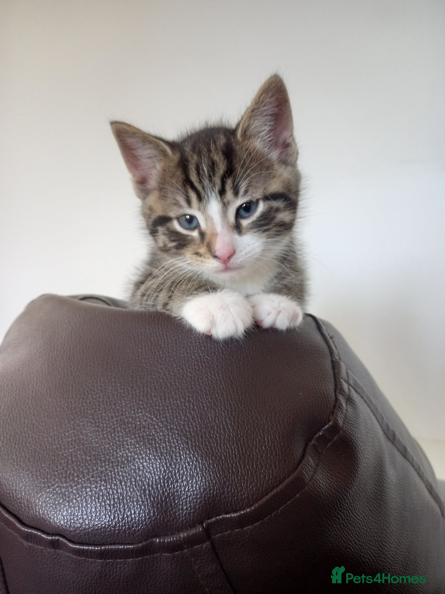 Mixed Breed cats Striking (part ragdoll) mixed breed kittens - Advert 14