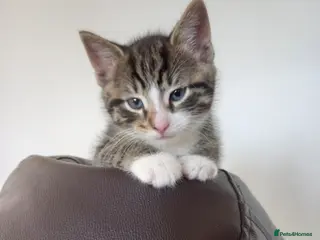 Mixed Breed cats Striking (part ragdoll) mixed breed kittens - Advert 14