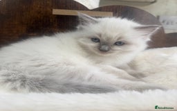 Ragdoll cats for sale: Beautiful Male Ragdolls – Champion Bloodlines - Image 7