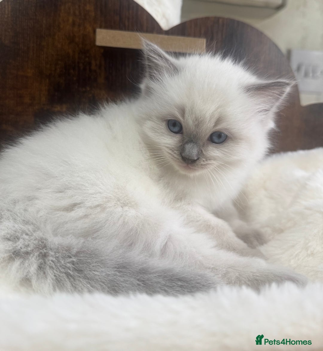Ragdoll cats for sale: Beautiful Male Ragdolls – Champion Bloodlines - Image 7