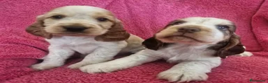 Cocker Spaniel 1