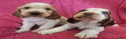 Cocker Spaniel dogs for sale: Gorgeous KC Health Tested Show Pups - Advert 27
