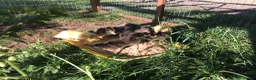 Ducks poultry for sale: Indian runner ducklings - Advert 5