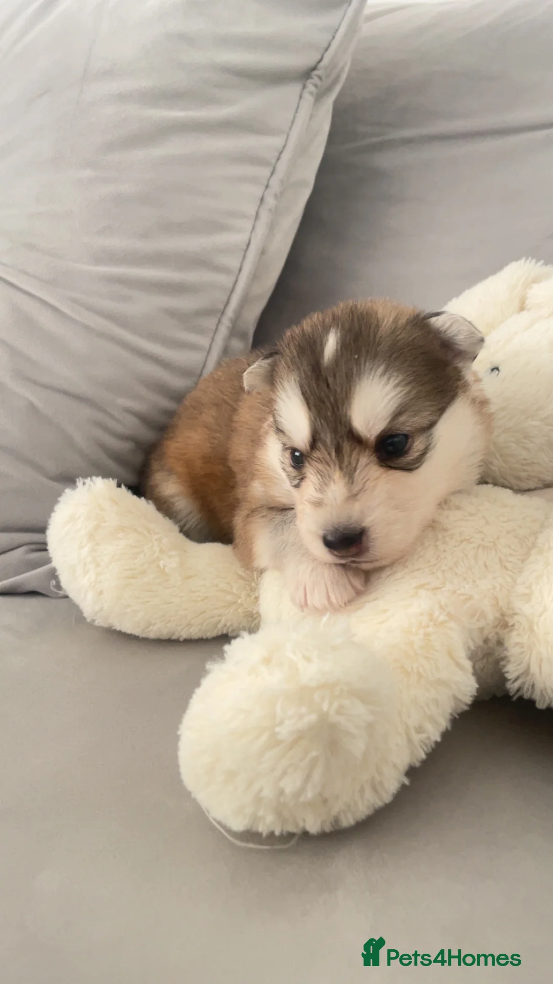 Siberian Husky dogs for sale: Husky pups - Advert 13