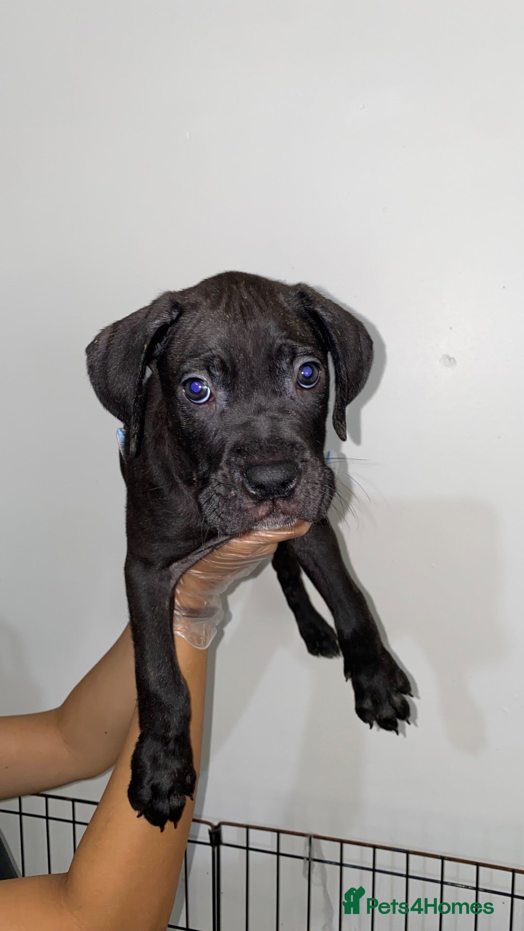 Cane Corso dogs Cane Corso Puppies Ready For Their New 🏡 🐾 - Advert 18