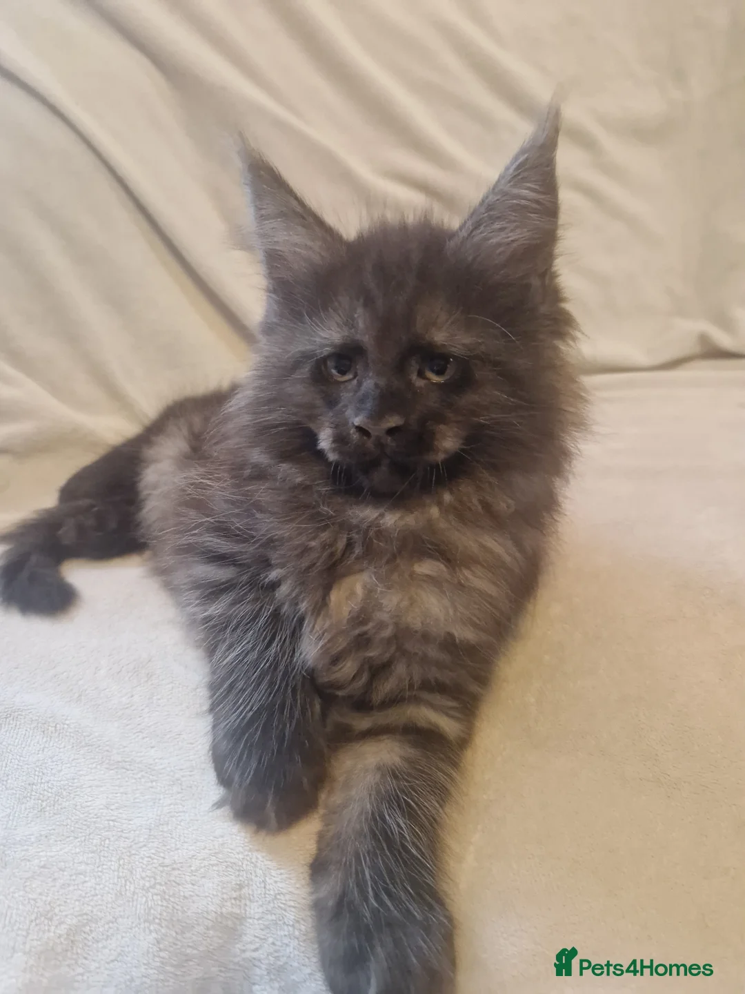 Maine Coon cats for sale: Maine Coon kittens - Advert 25