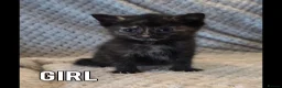 Mixed Breed cats for sale: Kittens for sale - Advert 10