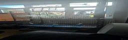 Budgerigars birds for sale: 2 male Budgies and Large cage for sale  - Advert 2