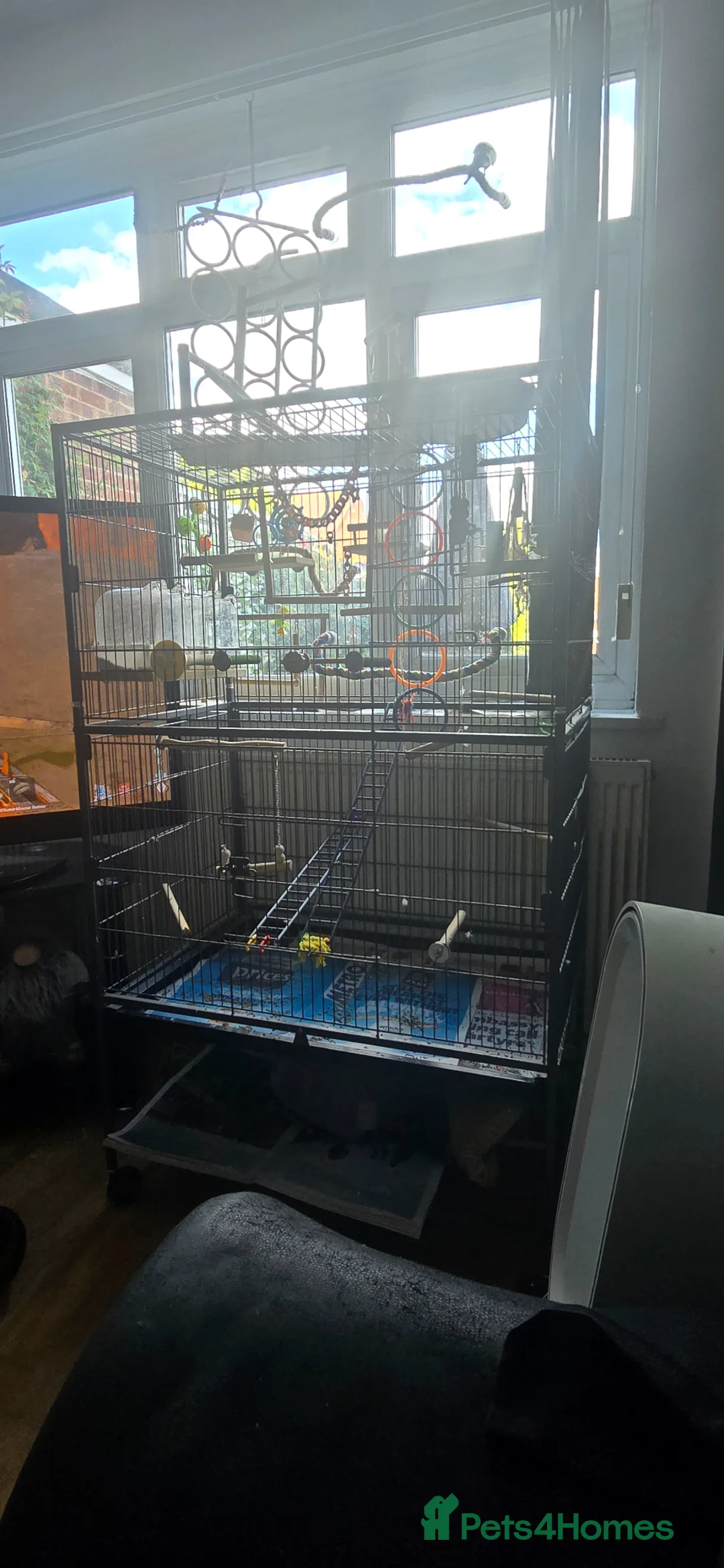 Budgerigars birds for sale: 2 male Budgies and Large cage for sale  - Advert 2