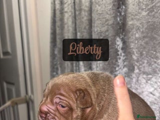 American Bully dogs - Advert 1