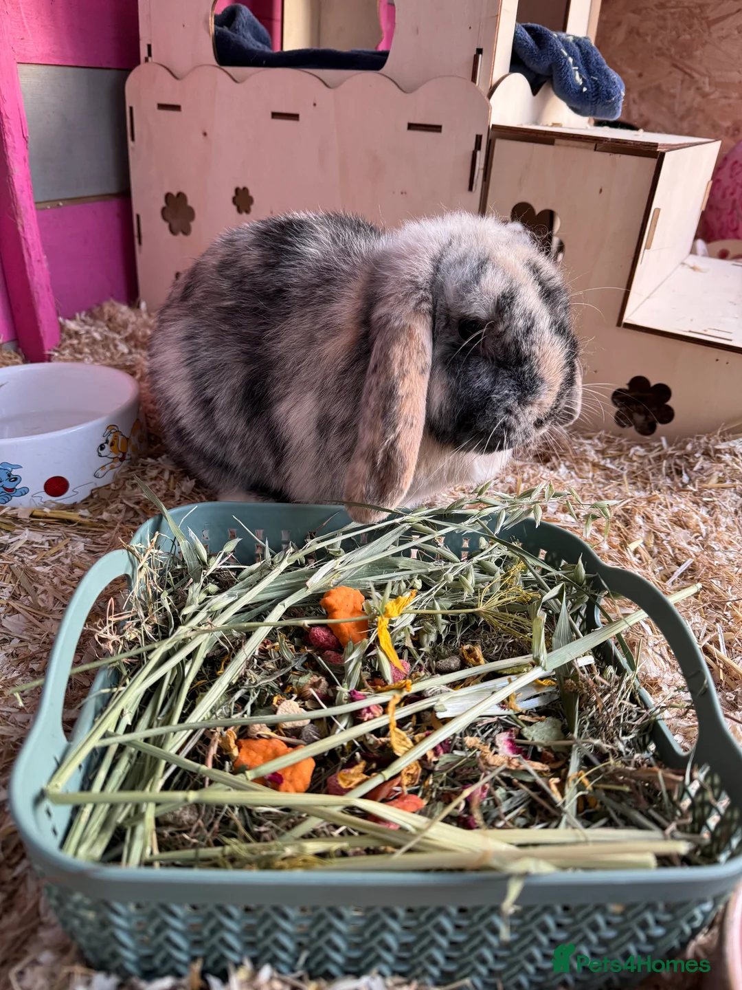 Mini Lop rabbits for sale: Beautiful Harlequin Mini lop  - Advert 4