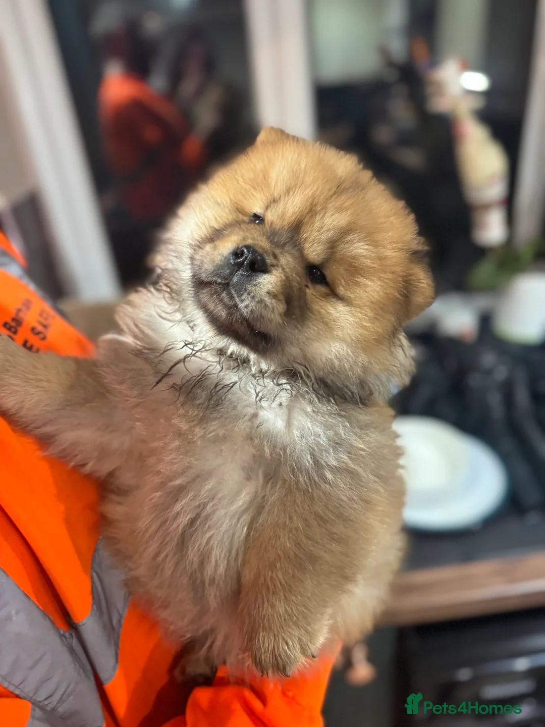 Chow Chow dogs for sale: BEAUTIFUL KC REG CHOW CHOWS FOR SALE 🥰🥰🥰🥰🥰🥰  - Advert 12