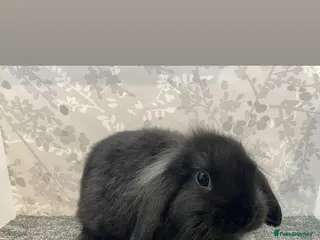 Lionhead rabbits 4 lionhead lops - Advert 8