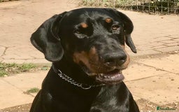 Dobermann dogs for sale: Doberman puppies  - Advert 5