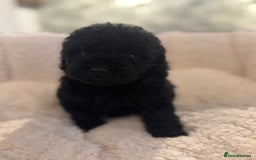 Cockapoo dogs for sale: 🌟 ADORABLE Cockapoo puppies 🌟 ready to leave 🐾 - Image 16