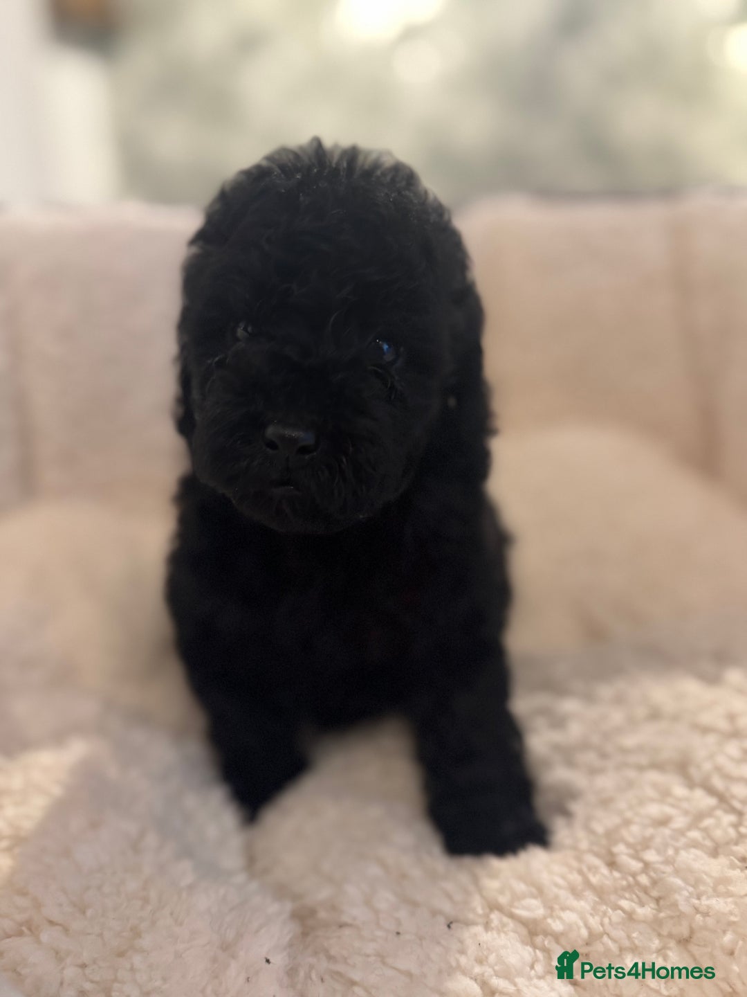 Cockapoo dogs for sale: 🌟 ADORABLE Cockapoo puppies 🌟 ready to leave 🐾 - Image 16
